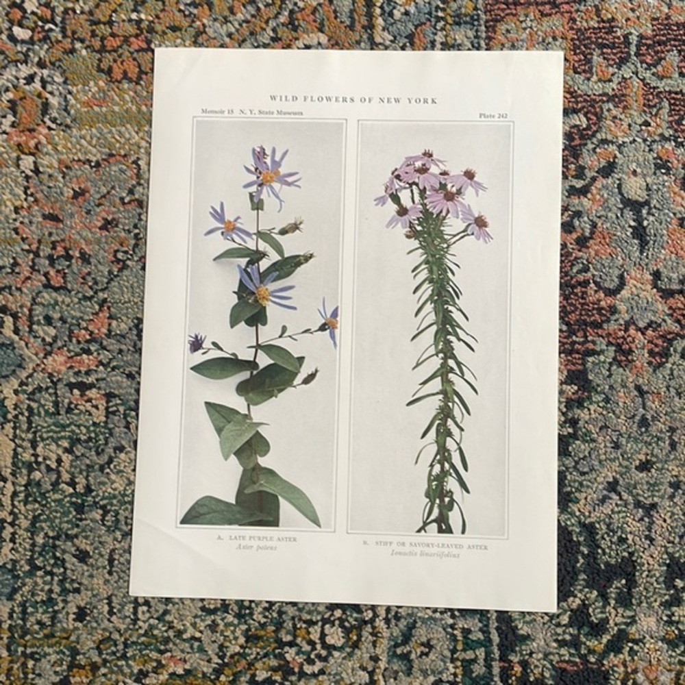 🖤5/$25 Antique Botanical Plant Print Original over 100 years old